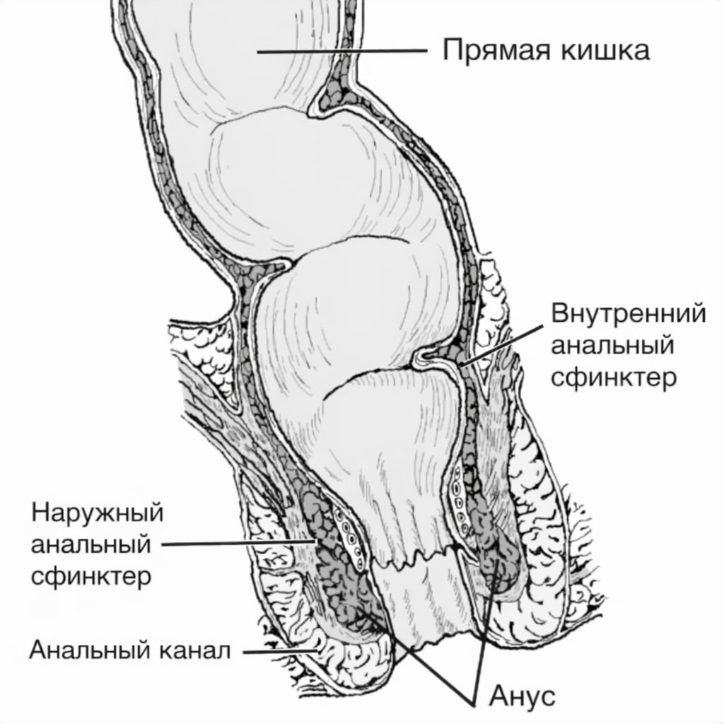 Схема анального канала: внутренний и внешний сфинктер, прямая кишка Схема анального канала: внутренний и внешний сфинктер, прямая кишка